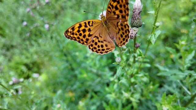 farfalla macro 