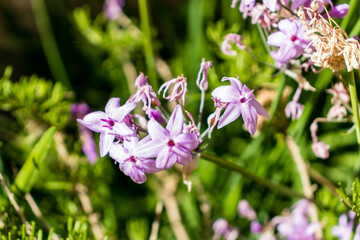 Naklejka premium Close-Up Of Delicate Purple Wildflowers Blooming In Sunlit Green Garden With Soft Pink Petals