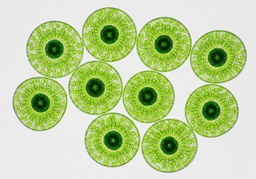 Microscopic View of Green Algae Colonies Volvox Showing Intricate Cellular Structure on White Background