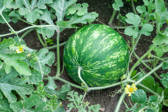 Ripe watermelon with blossoms and green vines in the field