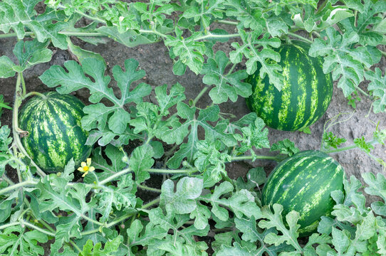 Three ripe watermelons growing in the field among green leaves