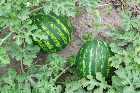 Two ripe watermelons growing on vines in a cultivated field