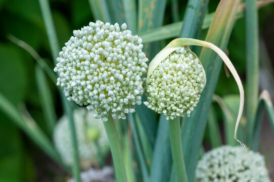 Blooming onion flowers in close-up under natural daylight