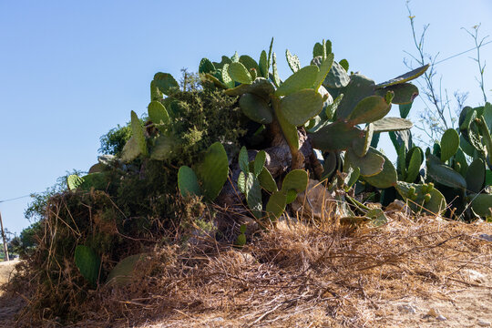 
Prickly Pear Cactus Cluster On Stone Wall At Golden Sunset Over Rural Mediterranean Hills