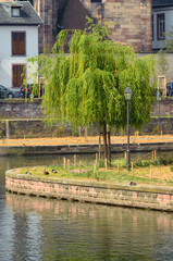 Fototapeta premium Sauce llorón junto al río Ill en Estrasburgo, Alsacia, Francia