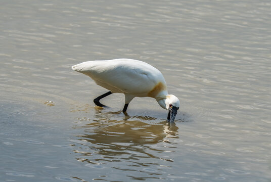 Black-faced Spoonbill at waterland in shenzhen,china