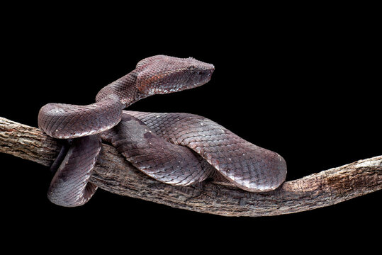 a Flat-nosed Pit Viper (Craspedocephalus puniceus) isolated in black background