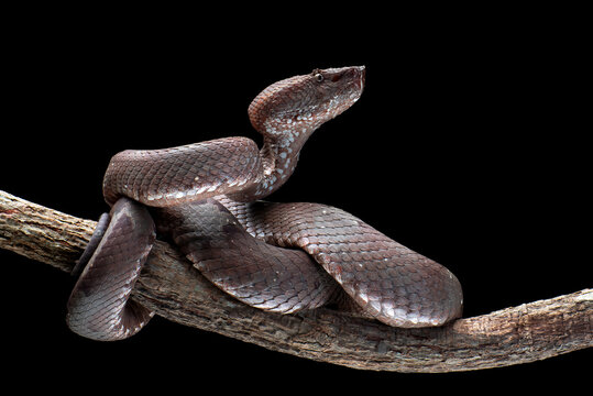 a Flat-nosed Pit Viper (Craspedocephalus puniceus) isolated in black background