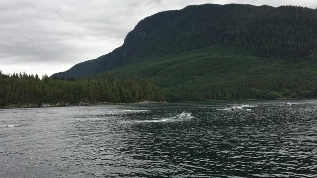 Pacific White-Sided Dolphins Swimming in Bute Inlet Near Sonora Resort, British Columbia