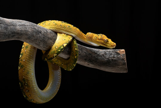 a Green Tree Python (Morelia viridis) coiled around a tree log