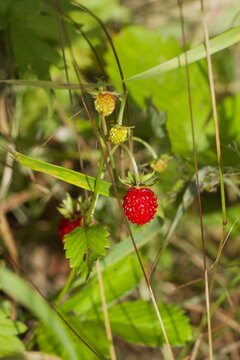 Close up of a ripe red wild strawberry growing in a green summer forest