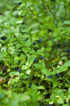 Ripe wild blueberries growing on bushes in a green summer forest