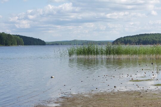 Serene sandy lake shore with green reeds under a cloudy sky in summer