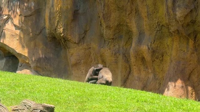 Two gorillas push and jostle over a shaded spot, revealing raw social dynamics and dominance behavior within the troop, a striking moment for wildlife and nature documentary content.