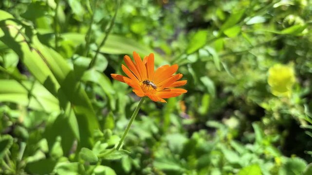 Orange calendula blooming in the flower garden