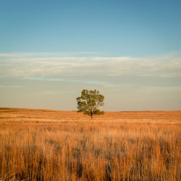 Lonely tree in a prairie in Kansas, sunrise fall scenery