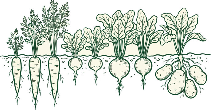 Vibrant organic root vegetable growing in dark fertile soil with lush green leaf emerging above ground, representing sustainable agriculture and home gardening harvest in nature.