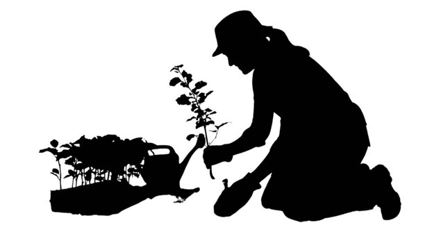 Person planting small tree in garden soil isolated on transparent background