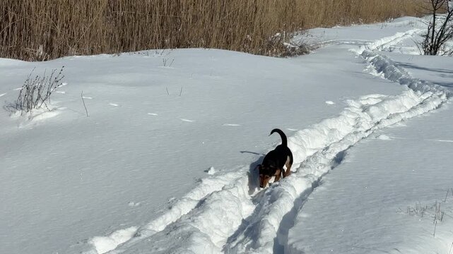A joyful little dog is running in the snow in winter.
