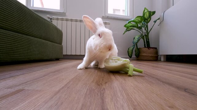 White rabbit eating fennel on wooden floor, home, Italy