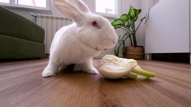 Camera pulling back from white rabbit eating fennel at home, Italy