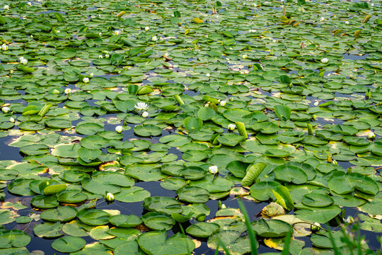 Thick Water Lilies 2