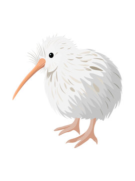 Flat vector illustration of a rare white kiwi bird, isolated cute New Zealand native animal cartoon character
