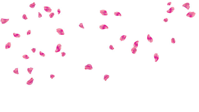 petals flying top falling shower pink rose floral background romantic wedding border header decoration vector graphic illustration isolated