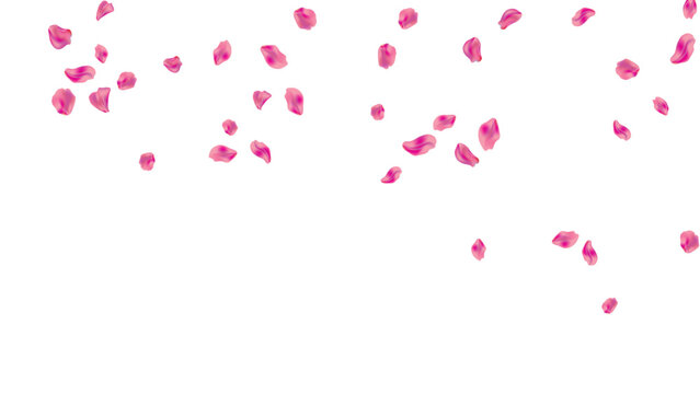 falling pink floral top shower petals background rose border romantic anniversary element decoration flying vector graphic illustration isolated