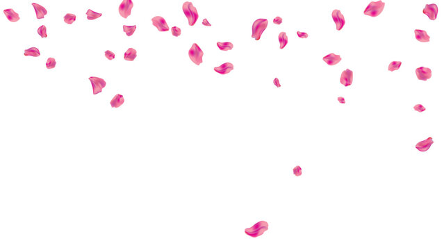 top border falling petals shower pink rose floral background romance wedding blossom floating header vector graphic illustration isolated