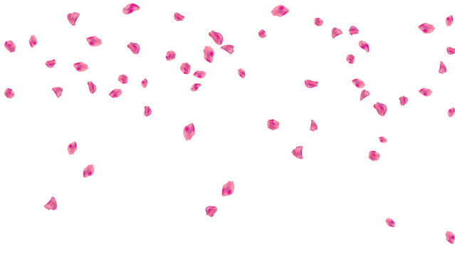 shower top falling pink petals rose background floral border header wedding anniversary romance vector graphic illustration isolated natural