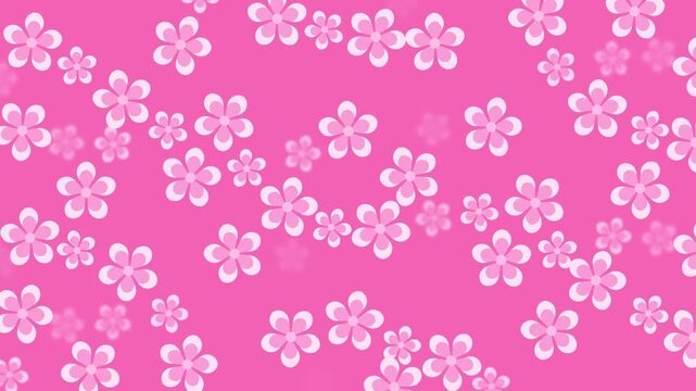 4k footage animation of Beautiful cherry blossom sakura illustration background isolated on pink background
