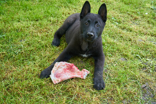 Cute dark puppy guarding a meat bone, Little black shepherd gnaws a natural bone on green grass in summer