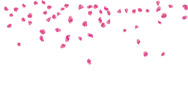 rose pink falling background floral petals shower romantic top border nature blossom layout vector graphic illustration isolated fly