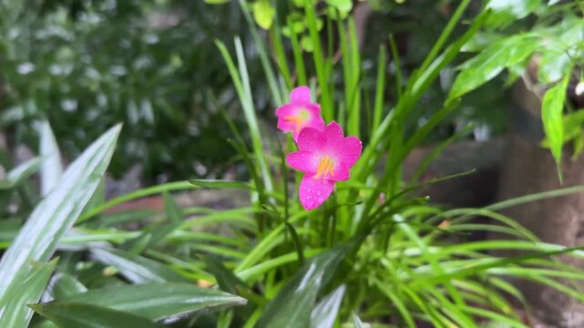 Close Up of Pink Rain Lily Flower with Water Droplets in Green Garden Nature
