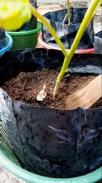 Gardener hands leveling soil in a polybag for home gardening planting activity.