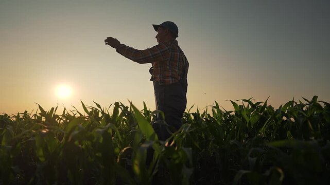 Man wearing plaid shirt cap gently wanders through thick corn. Plants lightly brush against man in calm field. Sunset colors spread behind silhouette man. Ca shirt complete peaceful silhouette scene.