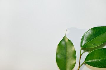 Fresh plant leaves creating shadows on white background, symbolizing nature and growth © colnihko