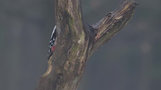 Great spotted woodpecker female sitting on a dead branch with snow and pecking on a hazelnut at a woodpecker forge, winter, north rhine westphalia, (dendrocopos major), germany