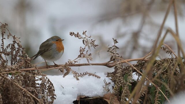 A robin searches for food in the ferns covered in snow, winter, north rhine westphalia,  (erithacus rubecula), germany