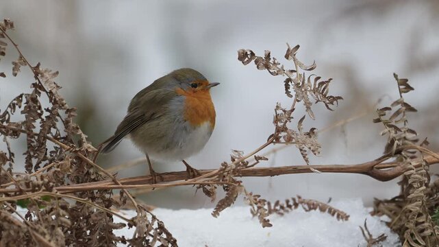 A robin searches for food in the ferns covered in snow, winter, north rhine westphalia,  (erithacus rubecula), germany