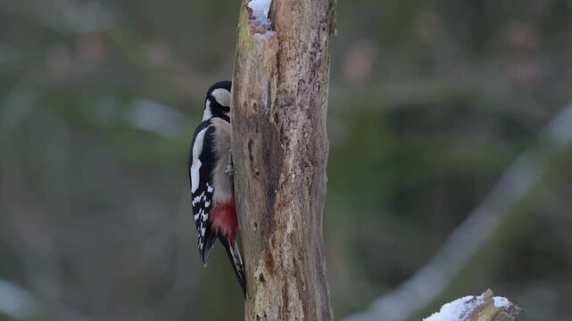 Great spotted woodpecker female sitting on a dead branch with snow and pecking on a hazelnut at a woodpecker forge, winter, north rhine westphalia, (dendrocopos major), germany