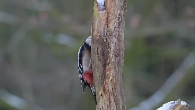Great spotted woodpecker male sitting on a dead branch with snow and pecking on a hazelnut at a woodpecker forge with a great tit, winter, north rhine westphalia, (dendrocopos major), germany