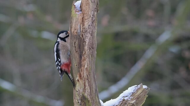 Great spotted woodpecker female sitting on a dead branch with snow and pecking on a hazelnut at a woodpecker forge, winter, north rhine westphalia, (dendrocopos major), germany