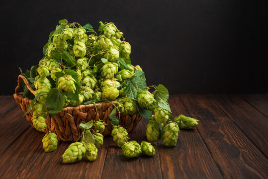 Fresh green hop cones spilling from wicker basket