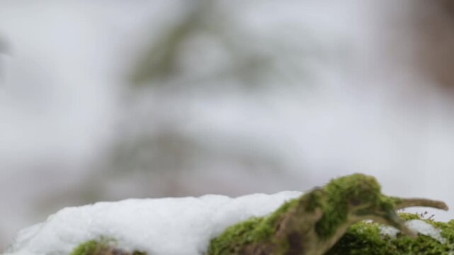 A jay searches for food on a dead tree trunk in the snow, eurasian jay, winter, north rhine westphalia, (garrulus glandarius), germany