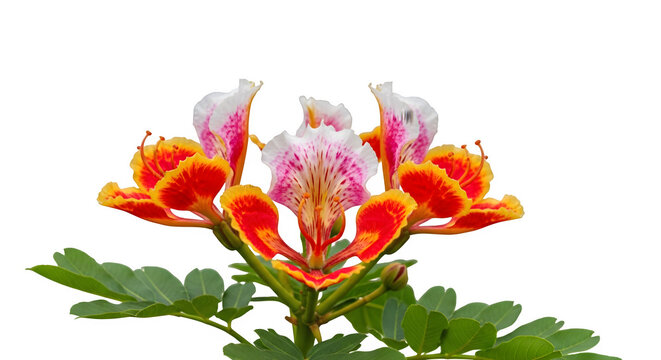 Pride of barbados flowers cluster isolated on transparent background vibrant tropical bloom
