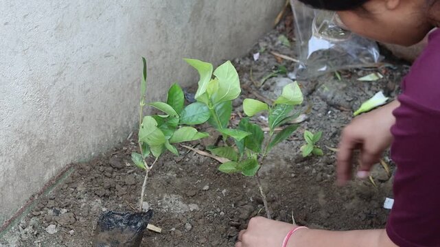 Close-up shot of human hands carefully placing and planting a small green sapling into a dug hole in the soil, promoting environmental conservation and nature care.
