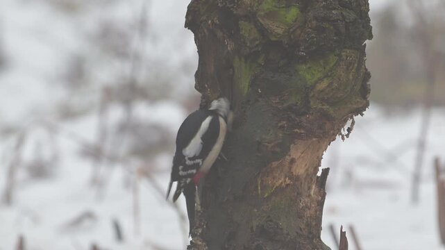 Great spotted woodpecker male sitting on a dead branch with snow and pecking on a hazelnut at a woodpecker forge in fog, winter, north rhine westphalia, (dendrocopos major), germany