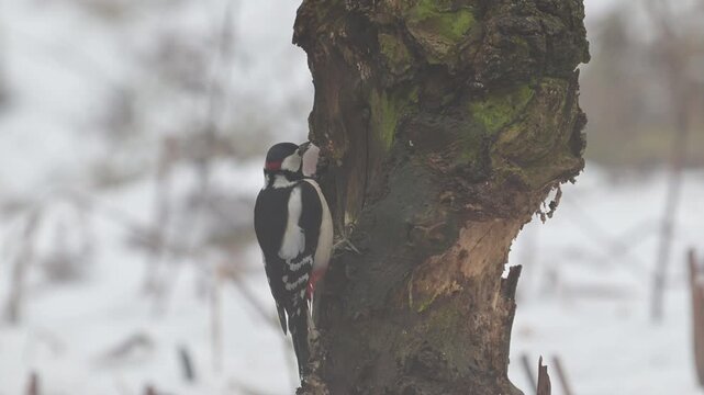 Great spotted woodpecker male sitting on a dead branch with snow and pecking on a hazelnut at a woodpecker forge in fog, winter, north rhine westphalia, (dendrocopos major), germany